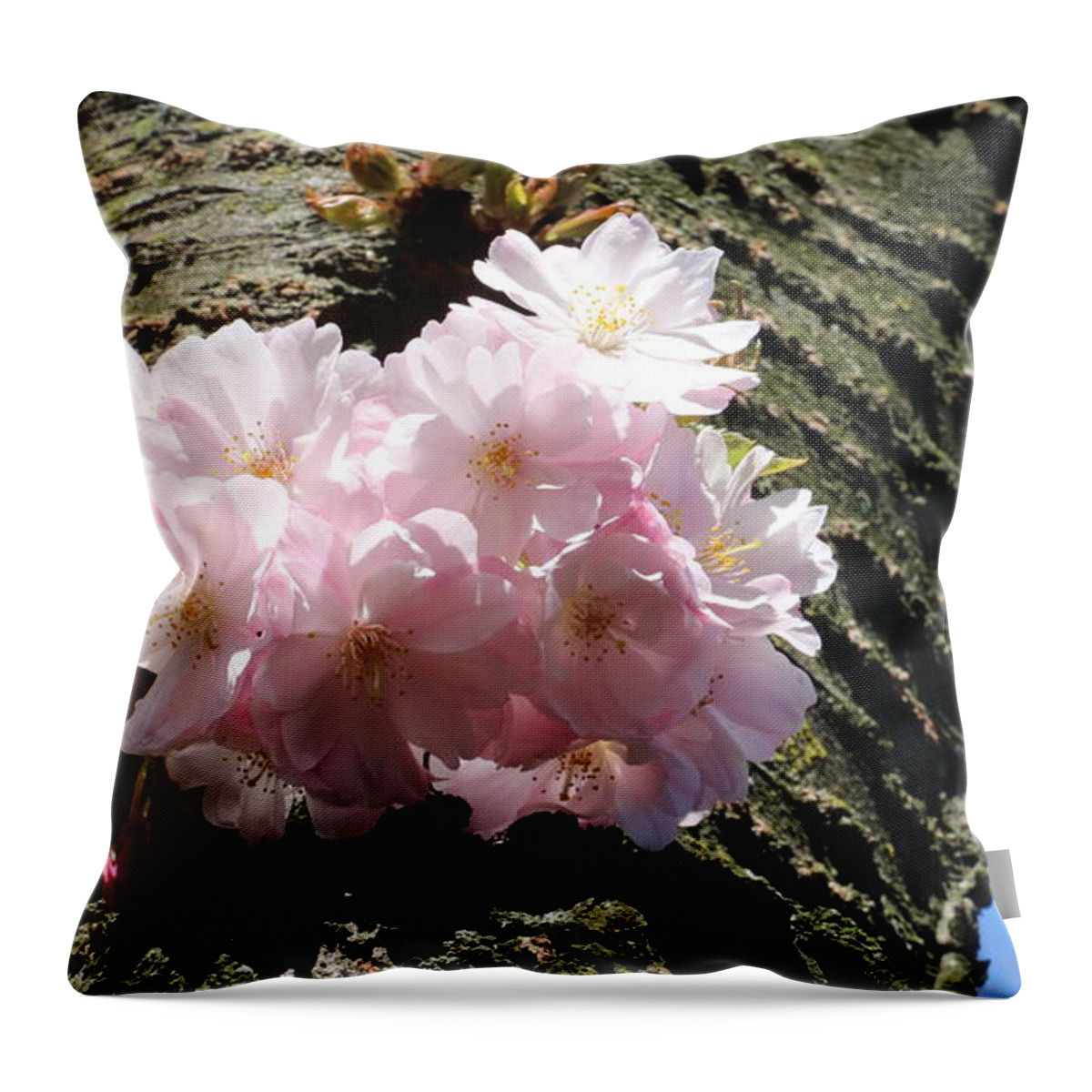 Floral Throw Pillow featuring the photograph Cherry blossom beauty #3 by Qin Wang
