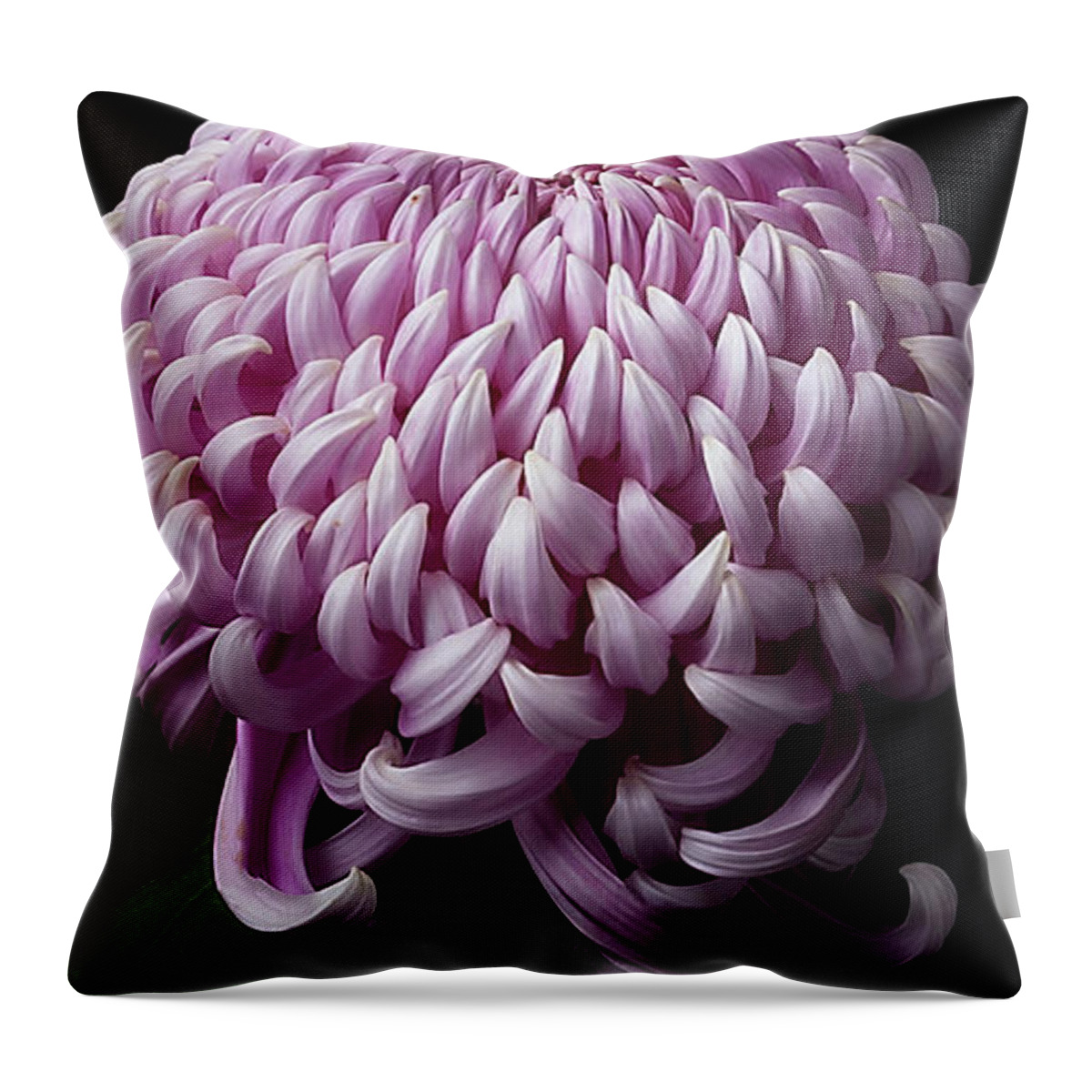 Flower Throw Pillow featuring the photograph Chrysanthemum 'Jefferson Park' #3 by Ann Jacobson