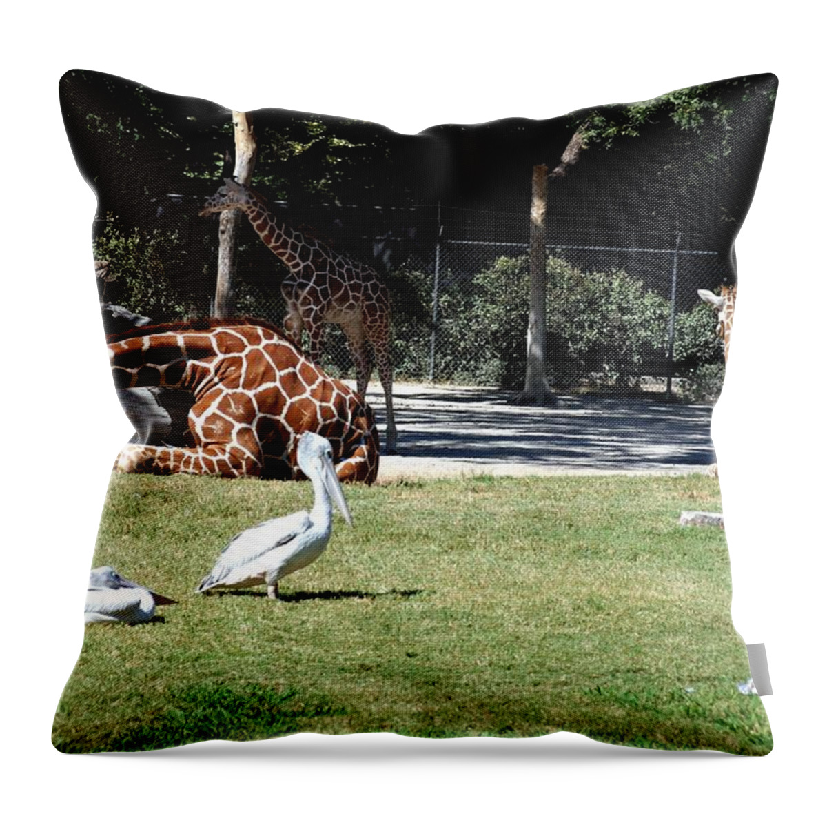 Ft. Worth Throw Pillow featuring the photograph Easy Sunday Afternoon #3 by Kenny Glover