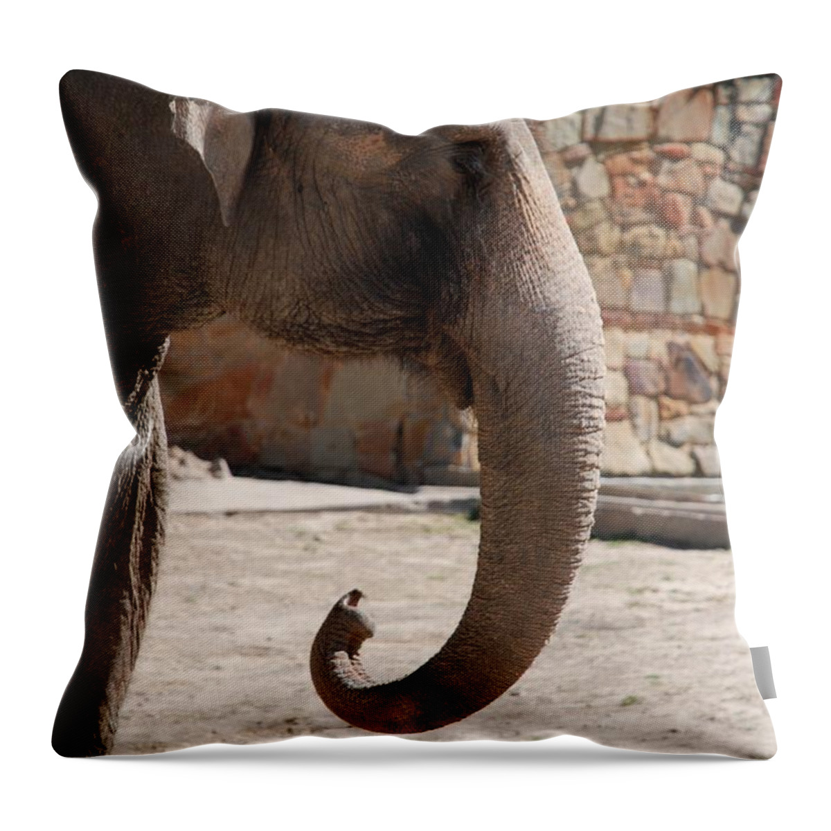 Ft. Worth Throw Pillow featuring the photograph Elephant Portrait #3 by Kenny Glover