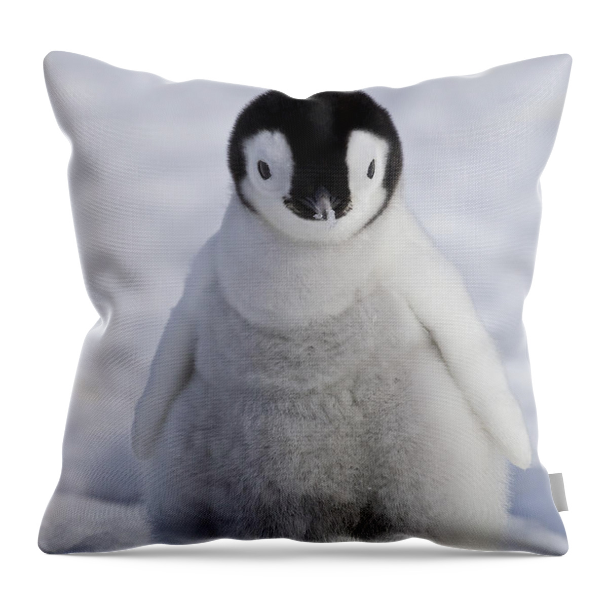 Emperor Penguin Throw Pillow featuring the photograph Emperor Penguin Chick #3 by Jean-Louis Klein & Marie-Luce Hubert
