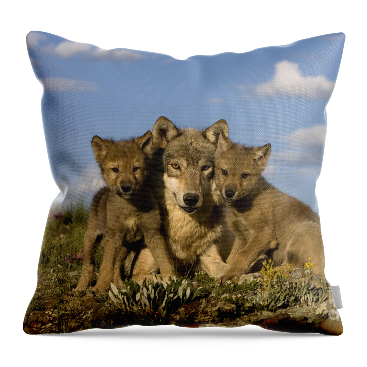 Gray Wolf Throw Pillow featuring the photograph Gray Wolf And Cubs #3 by Jean-Louis Klein & Marie-Luce Hubert