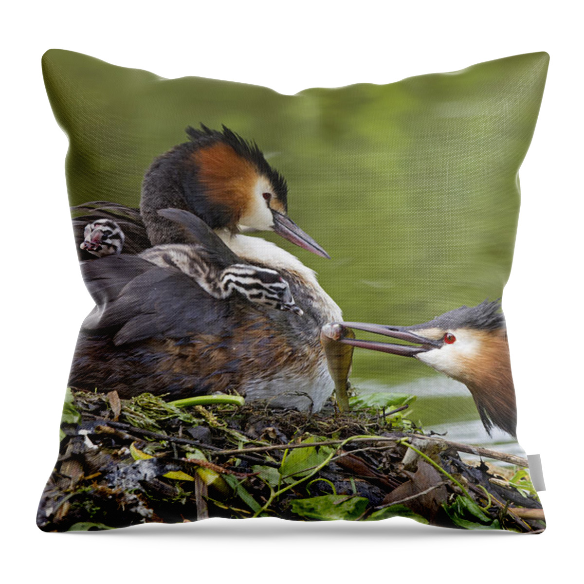Flpa Throw Pillow featuring the photograph Great Crested Grebes Feeding Chick #3 by Dickie Duckett