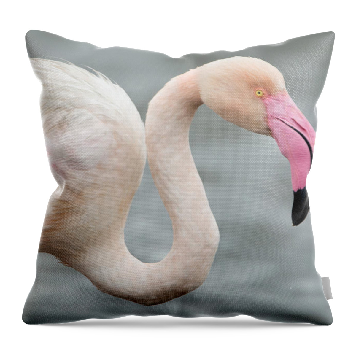Photography Throw Pillow featuring the photograph Greater Flamingo Phoenicopterus Roseus #3 by Panoramic Images