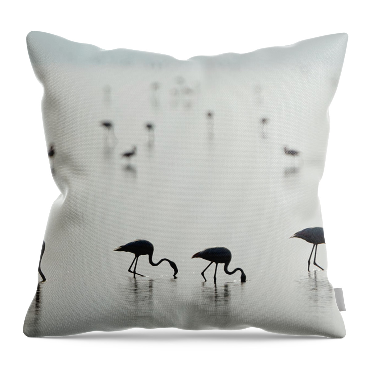 Photography Throw Pillow featuring the photograph Greater Flamingos Phoenicopterus Roseus #3 by Panoramic Images