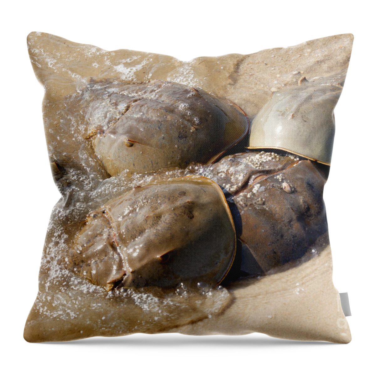 Horseshoe Crab Throw Pillow featuring the photograph Horseshoe Crab - Limulus polyphemus #3 by Anthony Totah