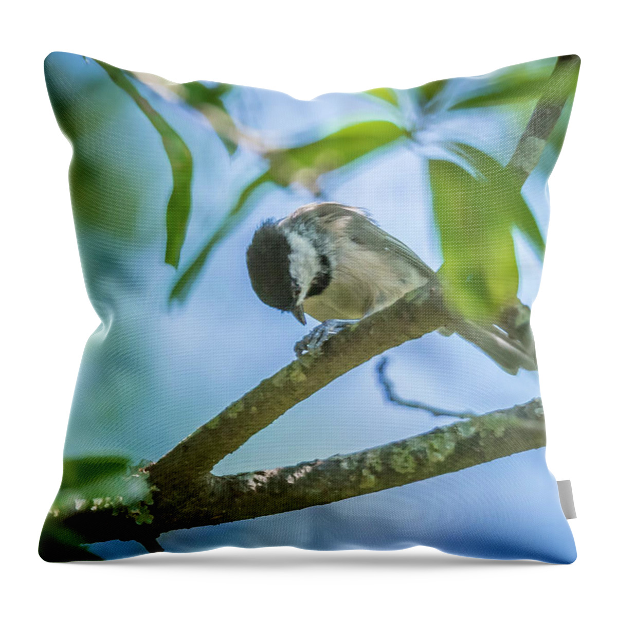 Nature Throw Pillow featuring the photograph Huthatch bird nut pecker in the wild on a tree #3 by Alex Grichenko