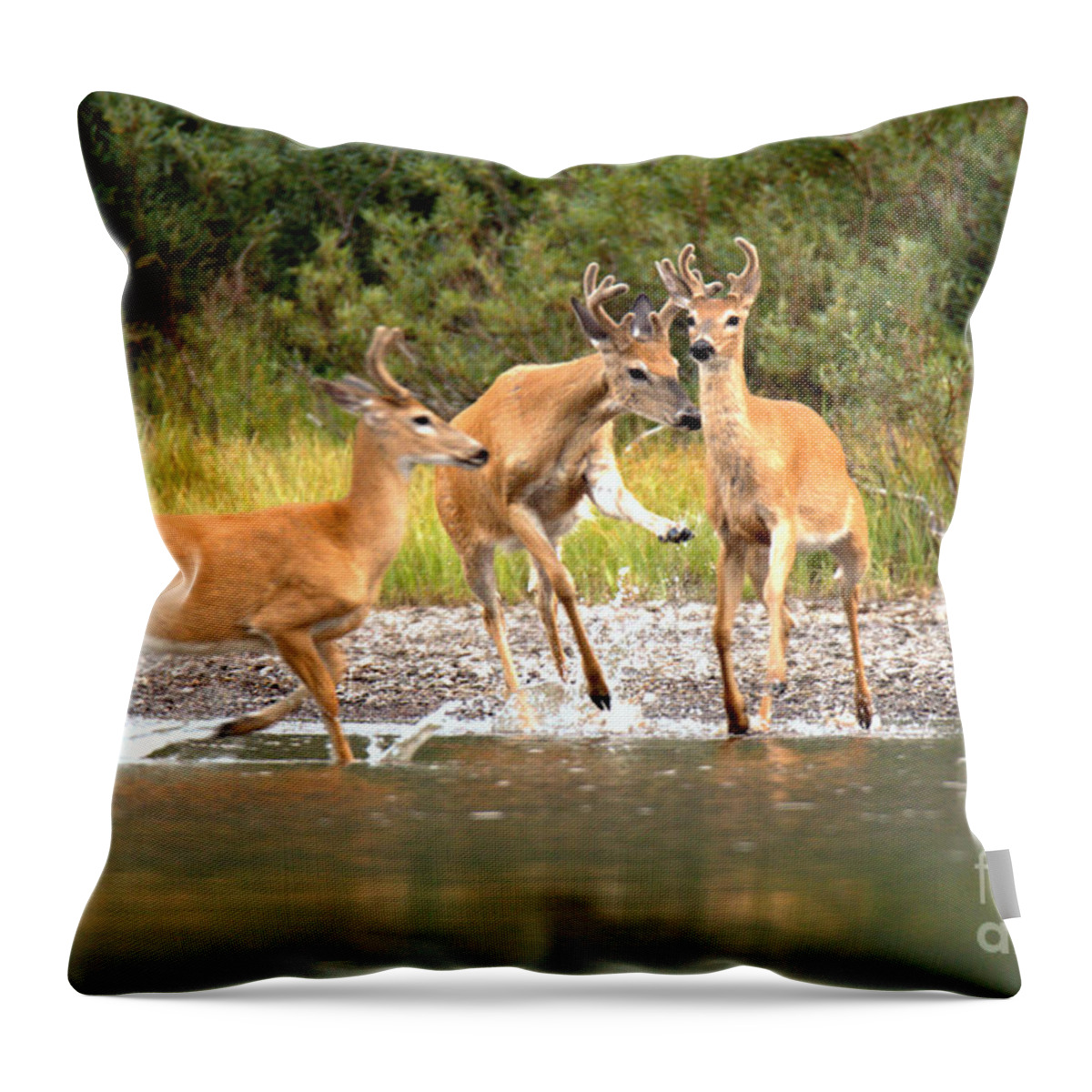  Throw Pillow featuring the photograph 3 Many Glacier Deer by Adam Jewell