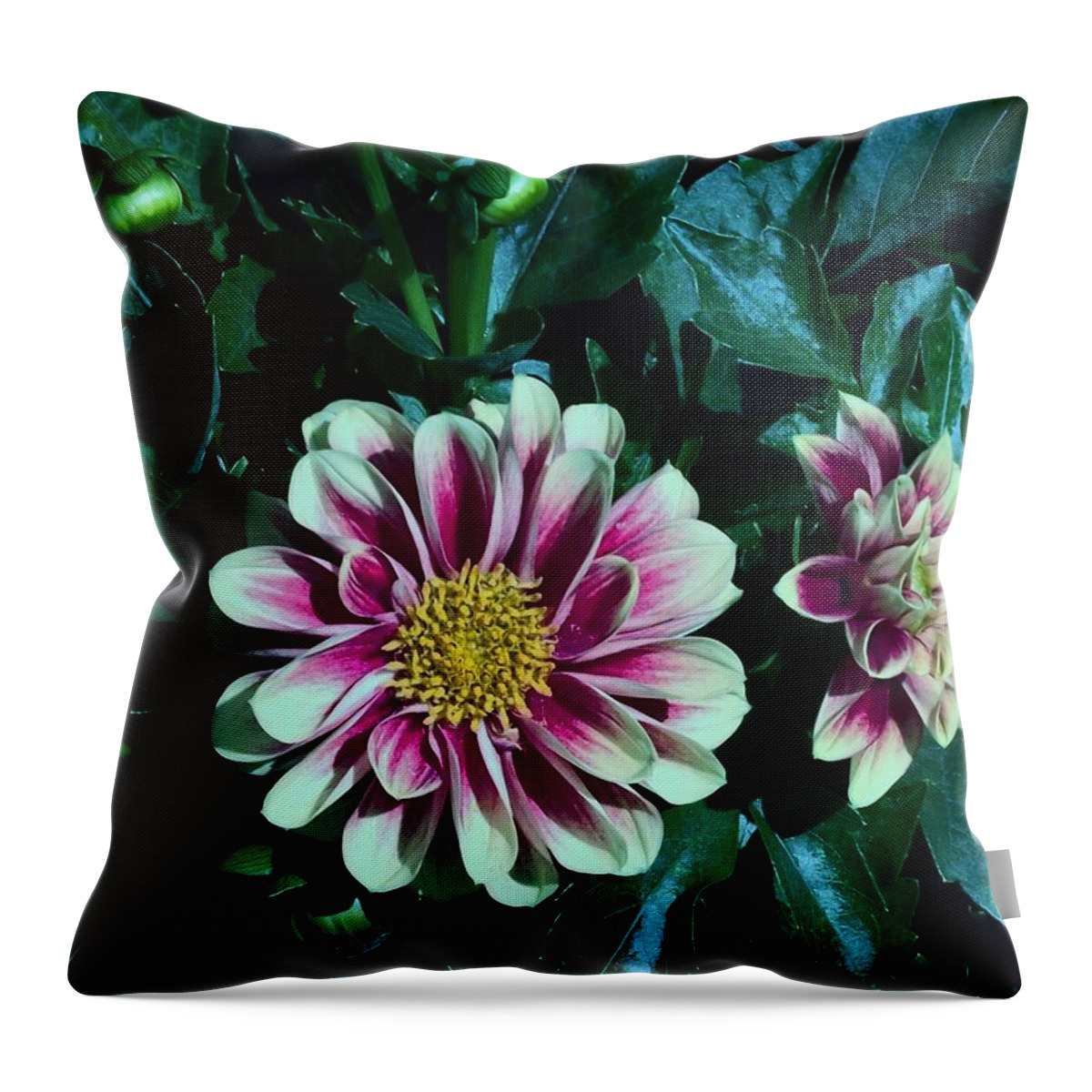 Pink Flower Throw Pillow featuring the photograph Pink Flower #3 by James Carr