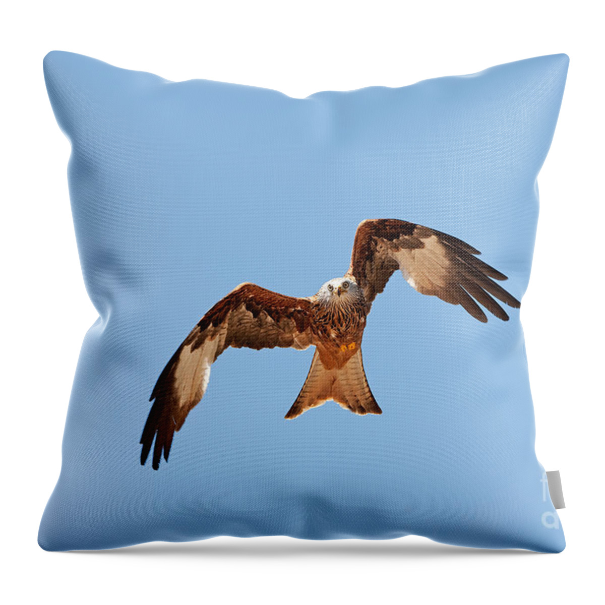 Accipitridae Throw Pillow featuring the photograph Red Kite Milvus Milvus #3 by Gerard Lacz