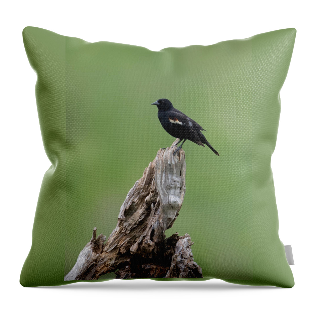 Red-winged Blackbird Throw Pillow featuring the photograph Red-Winged Blackbird #3 by Holden The Moment