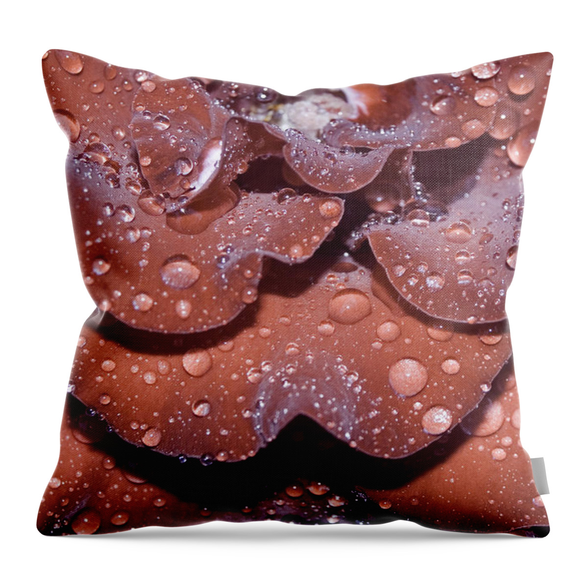 Beauty In Nature Throw Pillow featuring the photograph Rose #3 by Avril Christophe