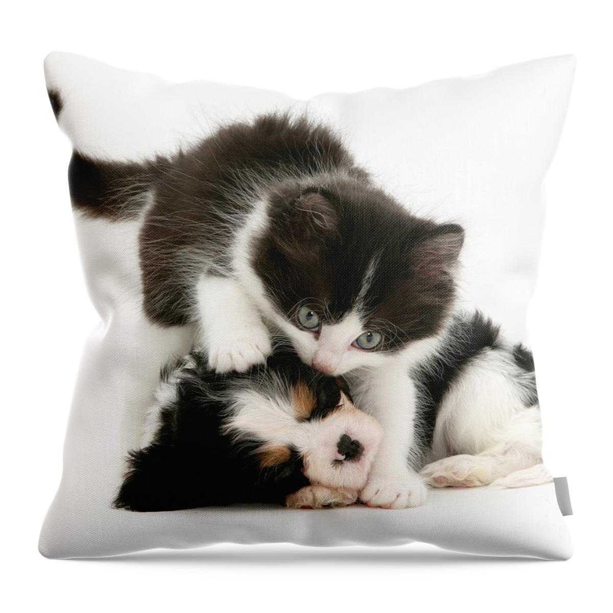 Animal Throw Pillow featuring the photograph Sleeping Puppy #3 by Jane Burton