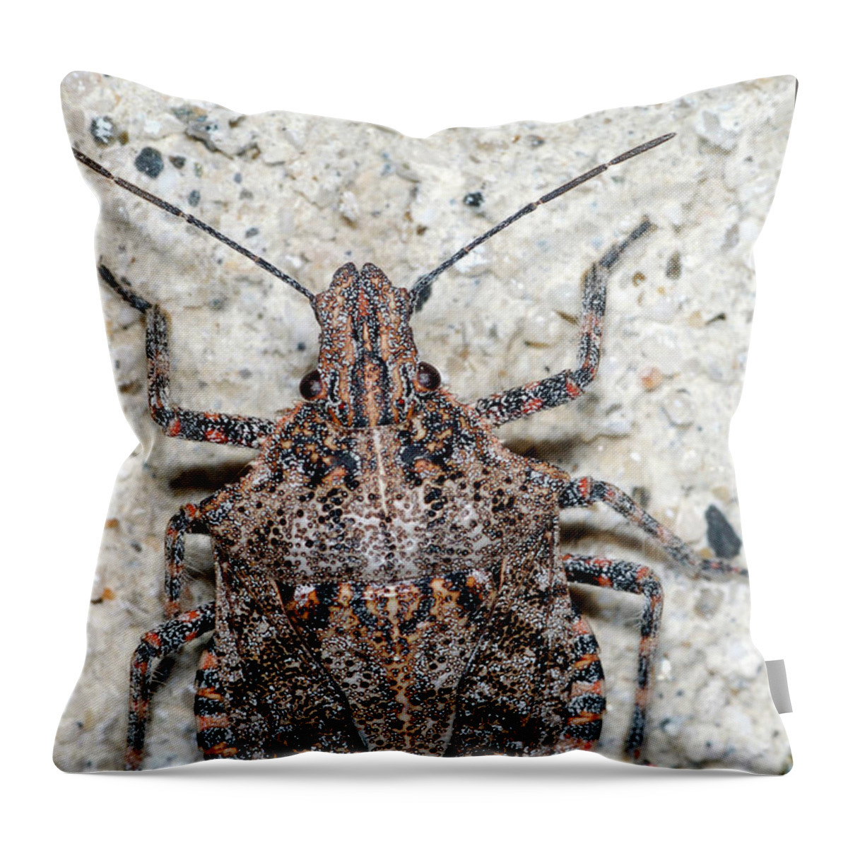 Stink Bug Throw Pillow featuring the photograph Stink Bug #3 by Breck Bartholomew