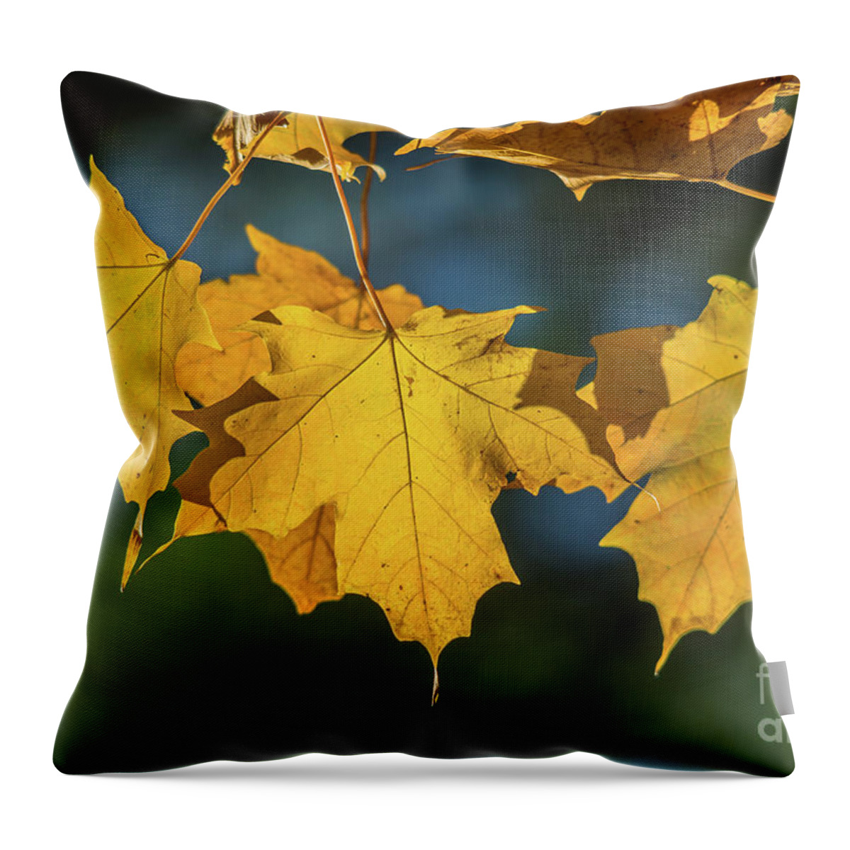 Cheryl Baxter Photography Throw Pillow featuring the photograph 3 Yellow Maple Leaves by Cheryl Baxter