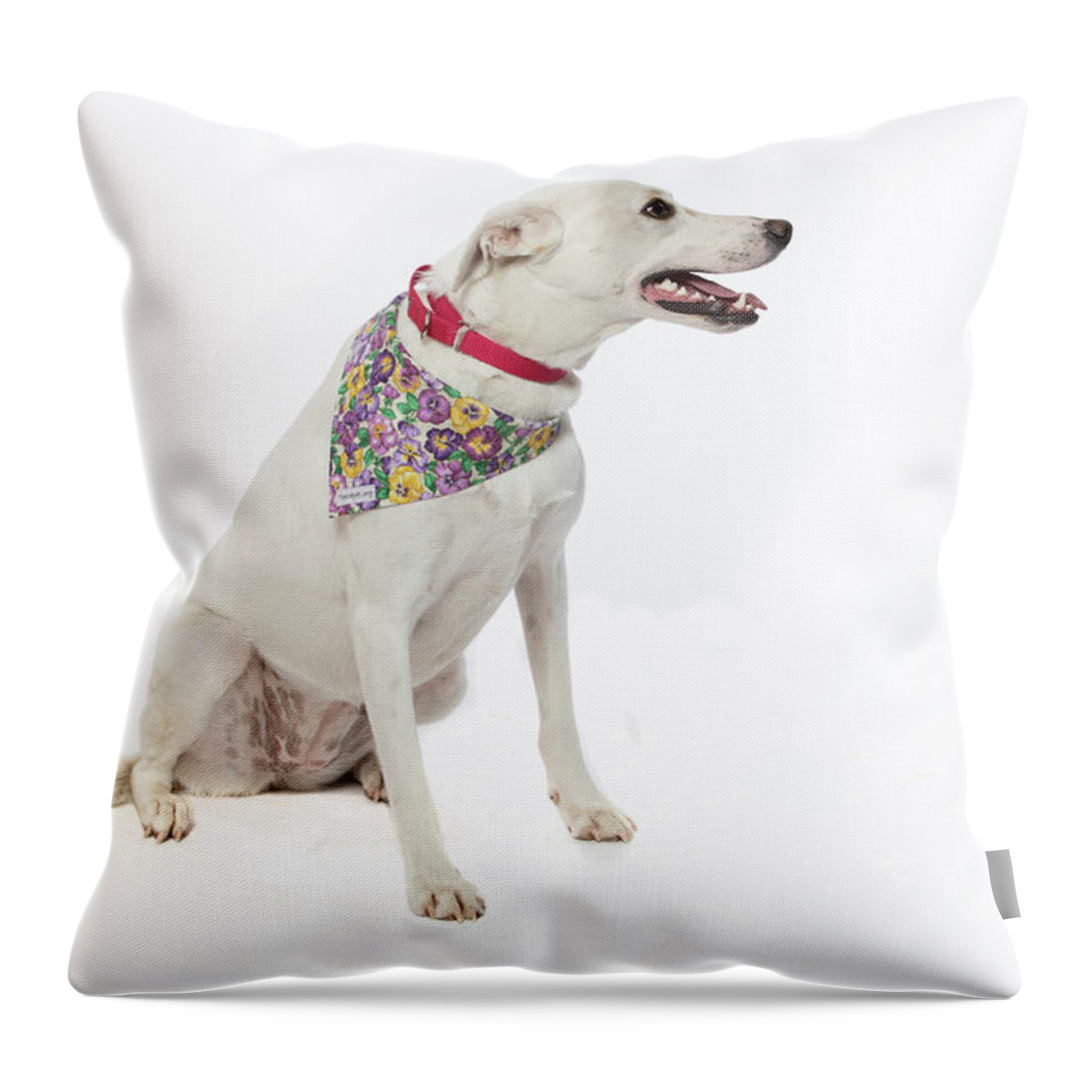 Therapet Throw Pillow featuring the photograph 3010.101 Therapet #3010101 by M K Miller