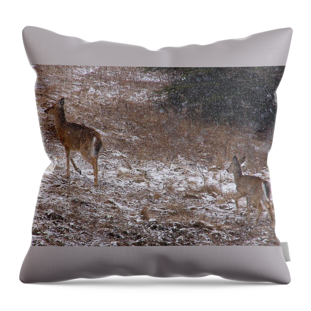 Deer Throw Pillow featuring the photograph Deer #36 by Jackie Russo