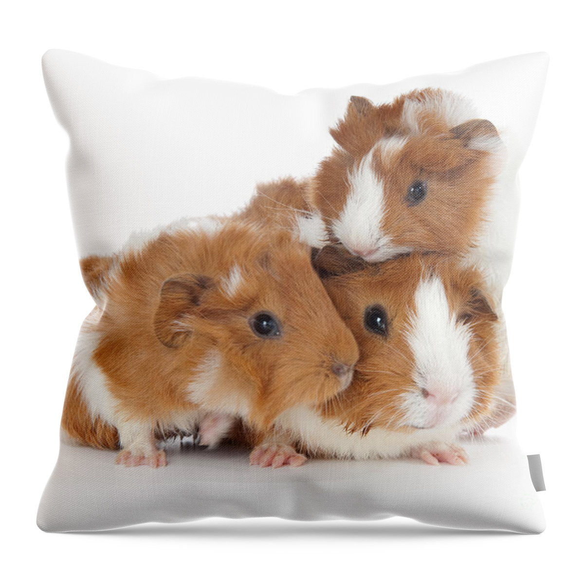 Abyssinian Guinea Pig Throw Pillow featuring the photograph Abyssinian Guinea Pig #4 by Anthony Totah
