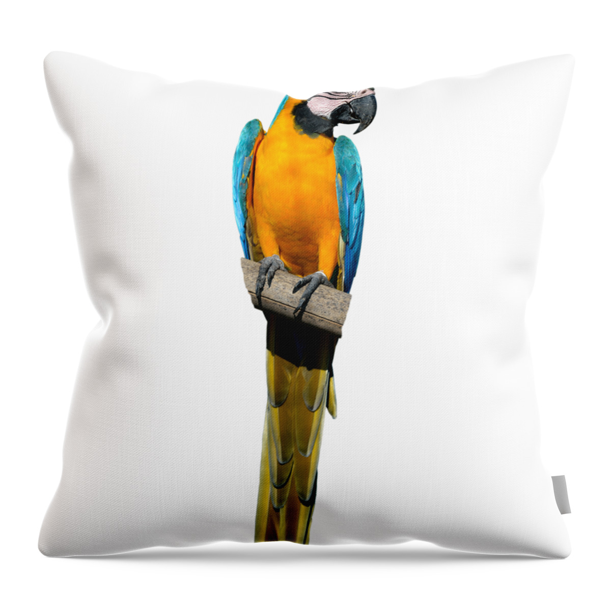 Blue And Gold Macaw Throw Pillow featuring the photograph Blue and Gold Macaw #4 by George Atsametakis