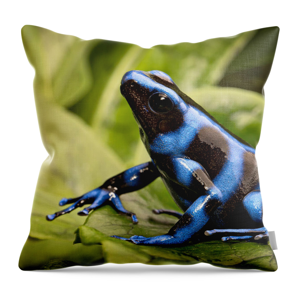 Blue Frog Throw Pillow featuring the photograph Blue Poison Dart Frog #4 by Dirk Ercken