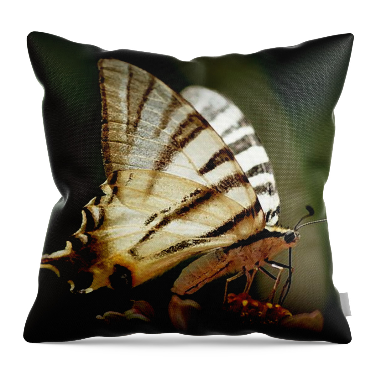 Butterfly Throw Pillow featuring the photograph Butterfly #4 by Sylvie Leandre