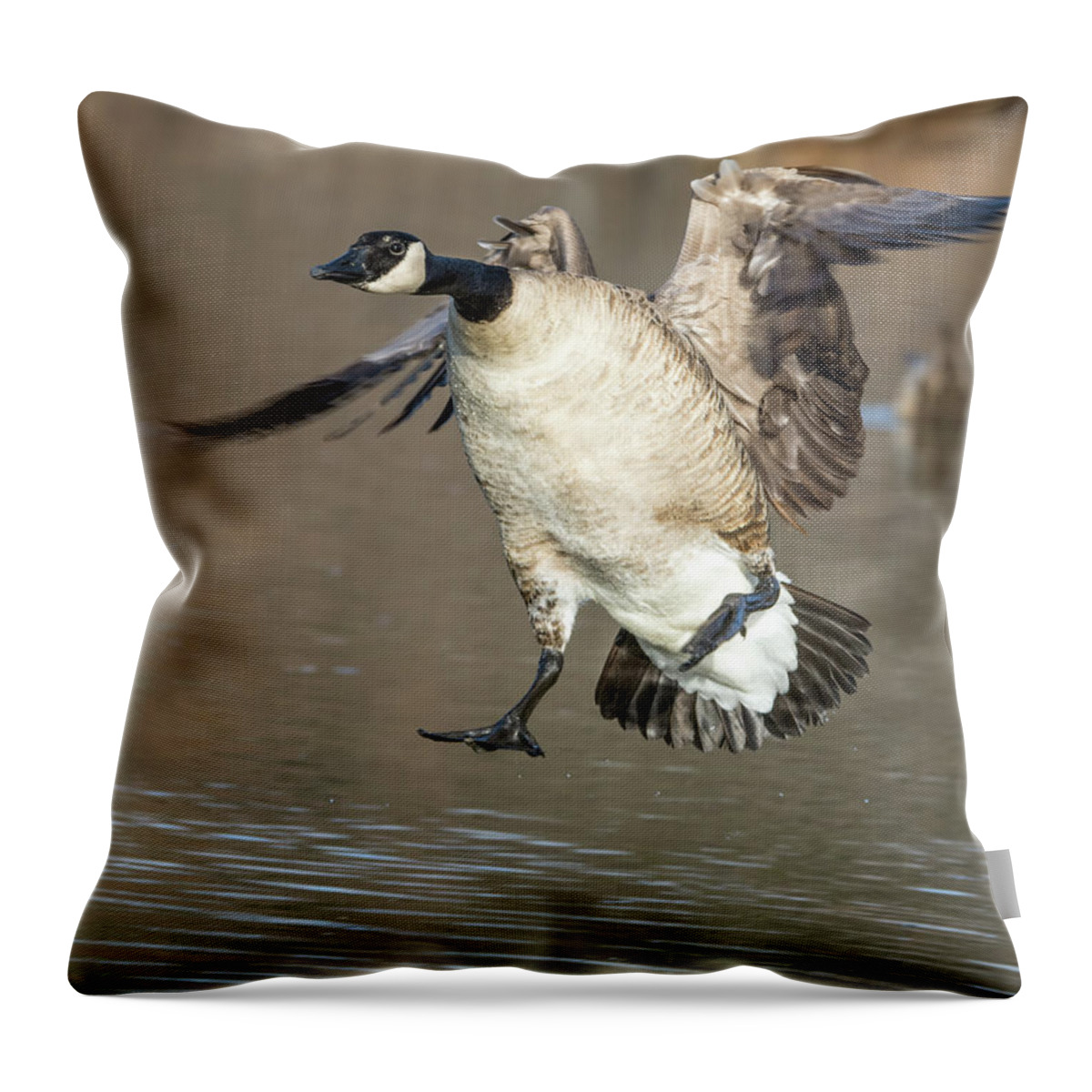 Canada Throw Pillow featuring the photograph Canada Goose #4 by Tam Ryan