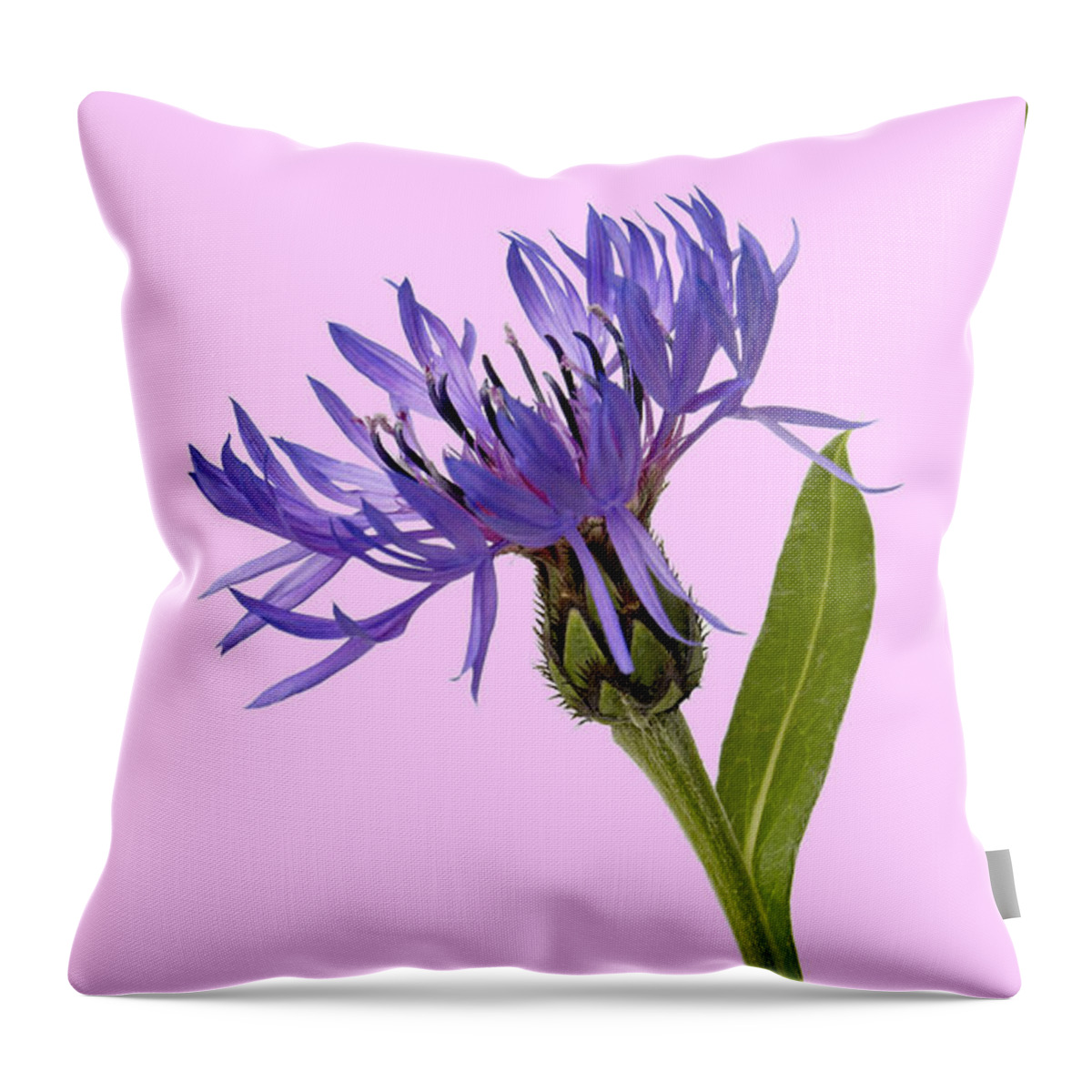 Flowers Flowers Throw Pillow featuring the photograph Flowers #5 by Tony Cordoza