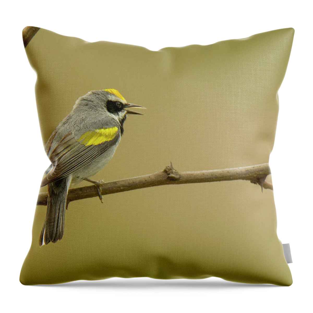 Bird Throw Pillow featuring the photograph Golden-winged Warbler #4 by Alan Lenk