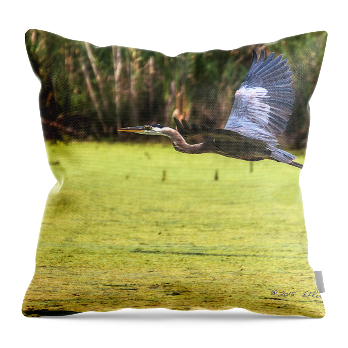 Heron Haven Throw Pillow featuring the photograph Great Blue Heron In Flight #4 by Ed Peterson