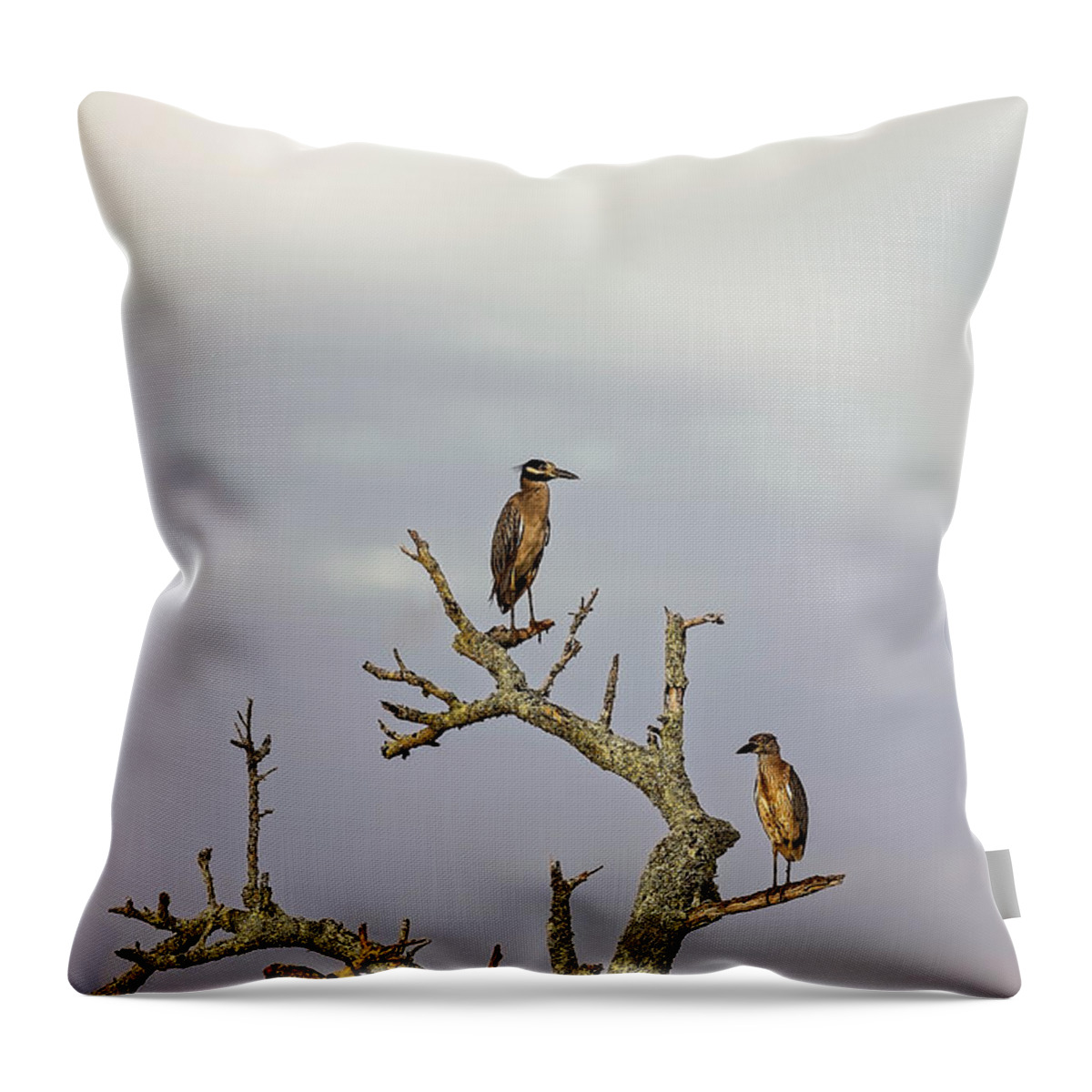 Animal Throw Pillow featuring the photograph Green Heron #4 by Peter Lakomy