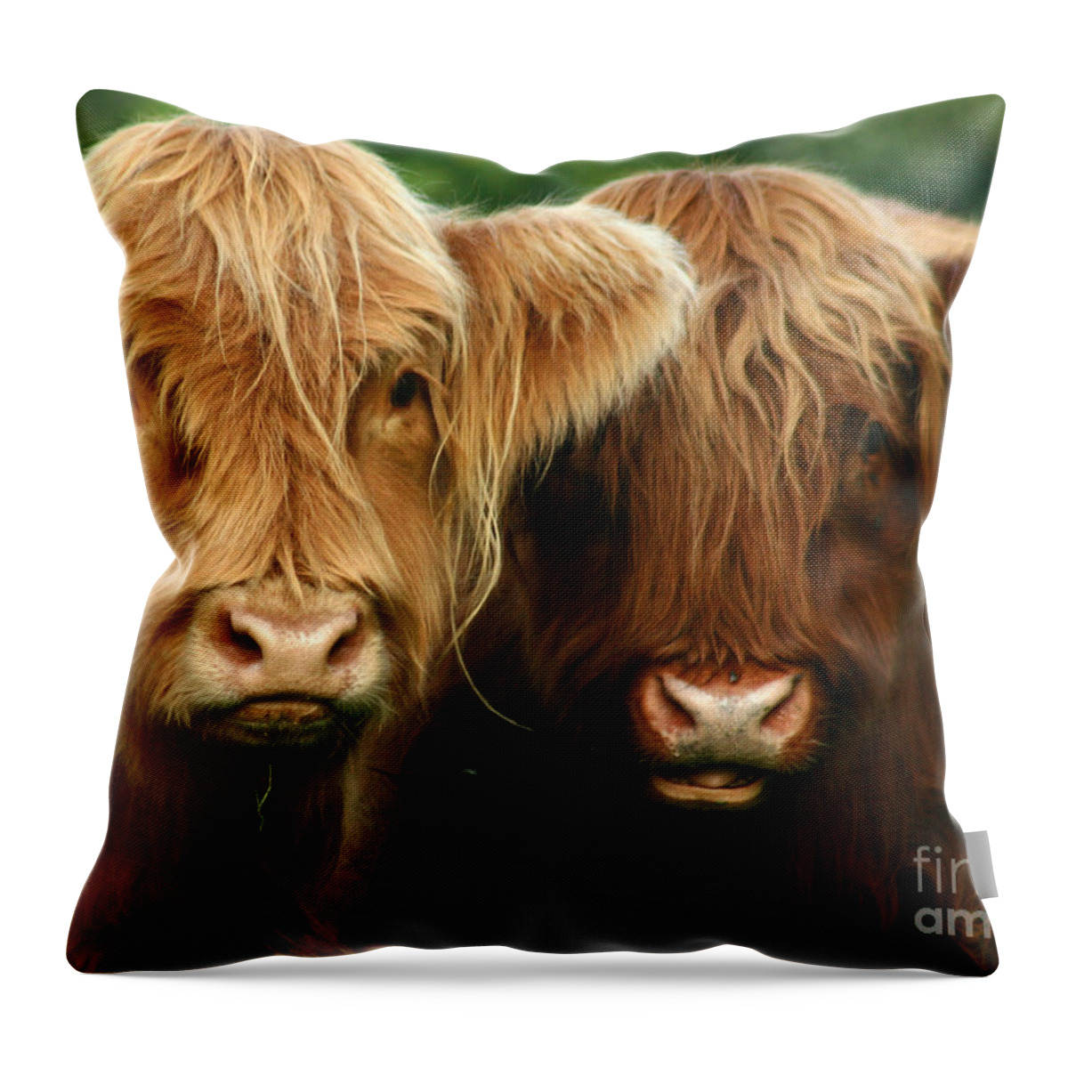 Cow Throw Pillow featuring the photograph Highland Cattle #4 by Ang El