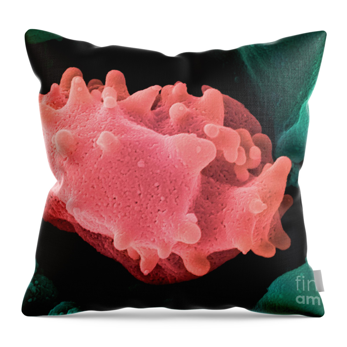 Lymphocyte Throw Pillow featuring the photograph Human Lymphocyte Cell, Sem #4 by Ted Kinsman