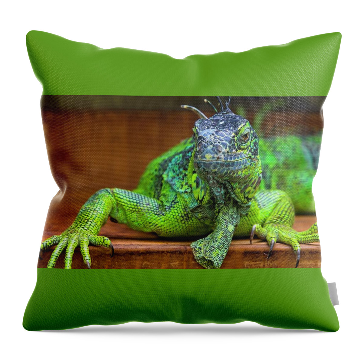 Iguana Throw Pillow featuring the photograph Iguana #4 by Jackie Russo