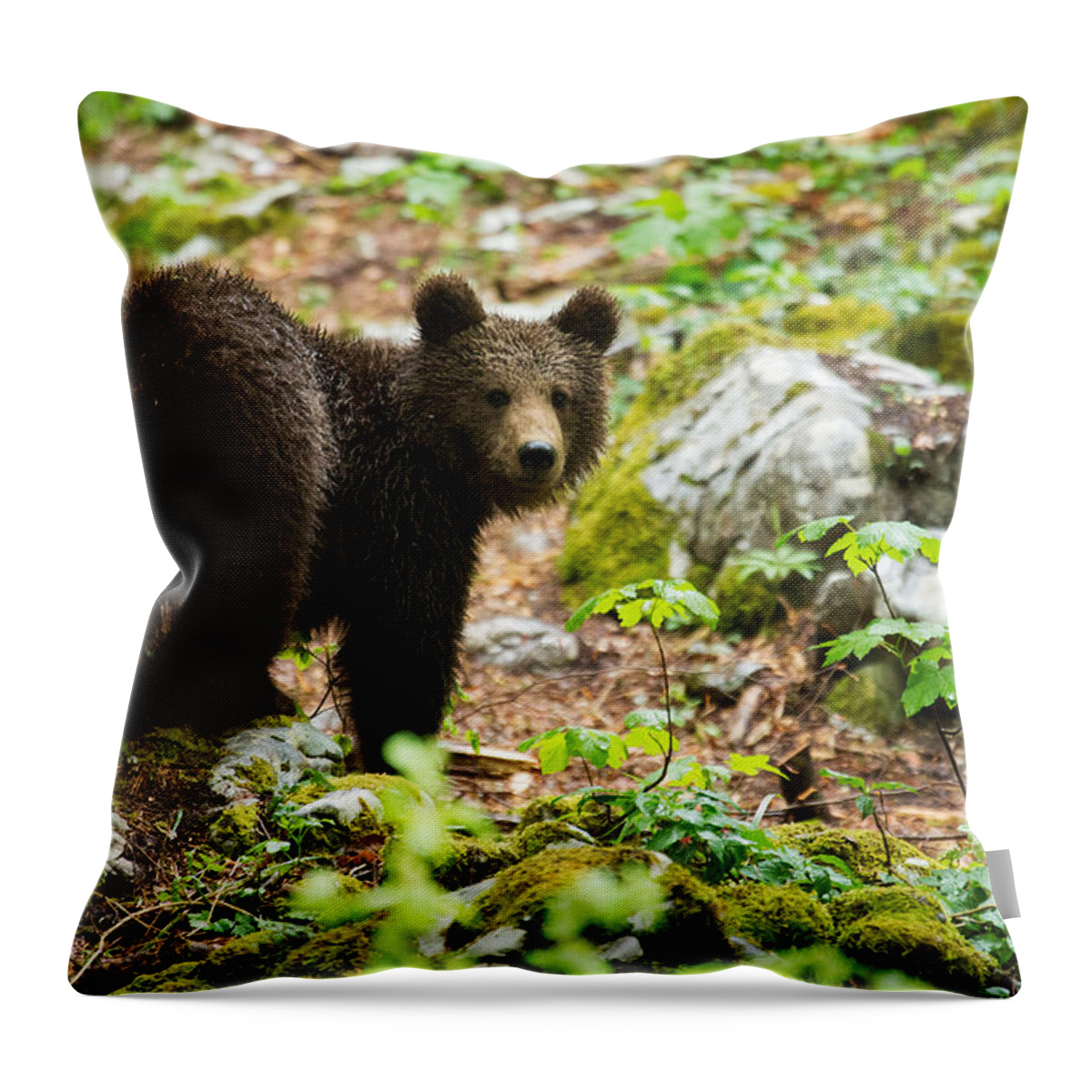 Brown Throw Pillow featuring the photograph One year old Brown Bear in Slovenia #4 by Ian Middleton