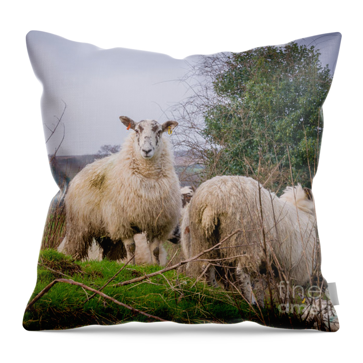 Blubberhouses Throw Pillow featuring the photograph Sheep #4 by Mariusz Talarek