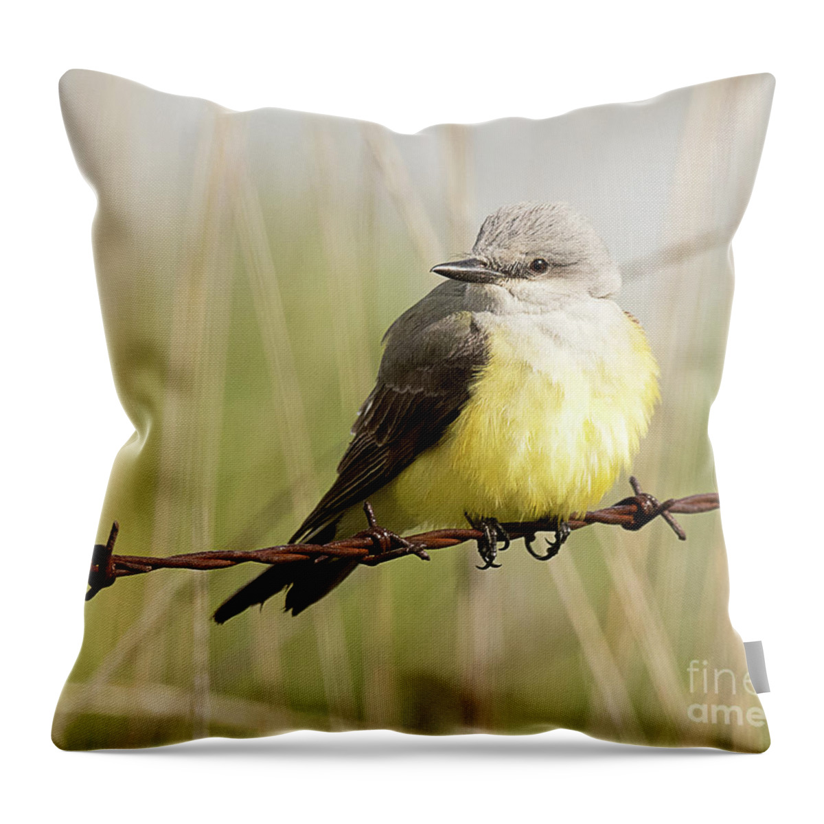 Bird Throw Pillow featuring the photograph Western Kingbird #4 by Dennis Hammer