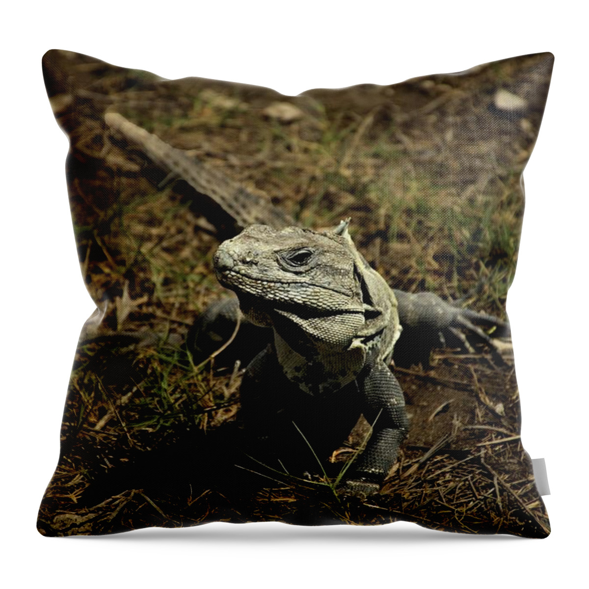 Wildlife Throw Pillow featuring the photograph Wildlife in Mexico #6 by Robert Grac