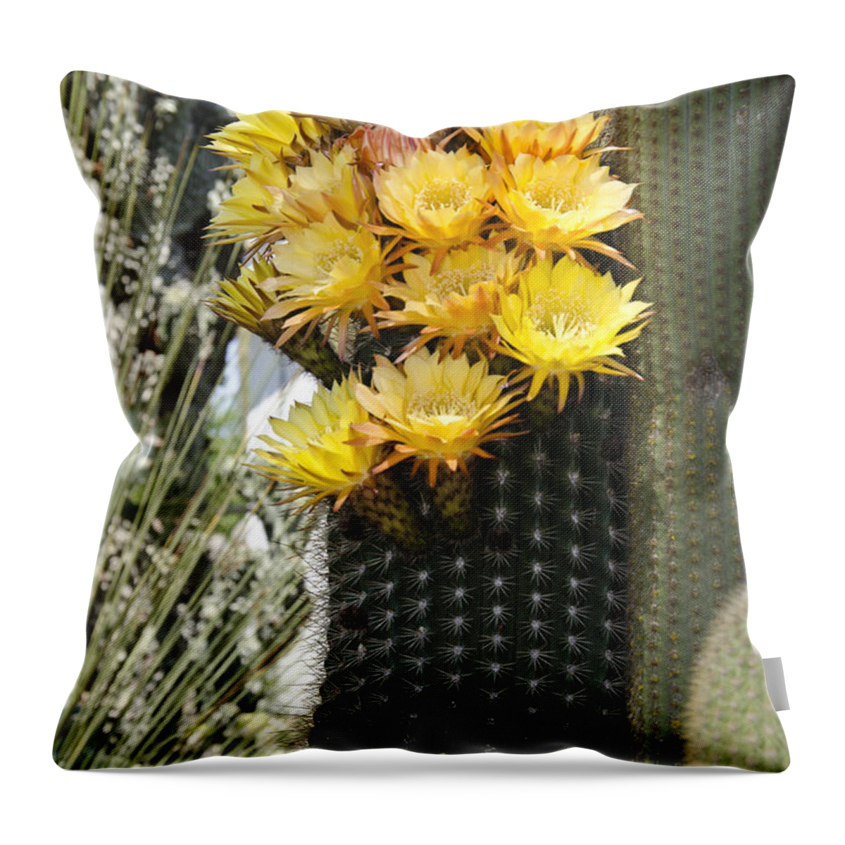 Cactus Throw Pillow featuring the photograph Yellow cactus flowers #4 by Jim And Emily Bush