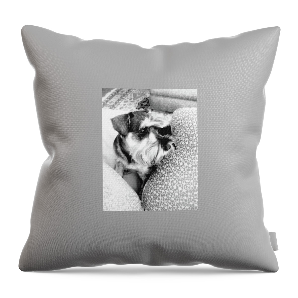 Dog Throw Pillow featuring the photograph Dog #49 by Mariel Mcmeeking