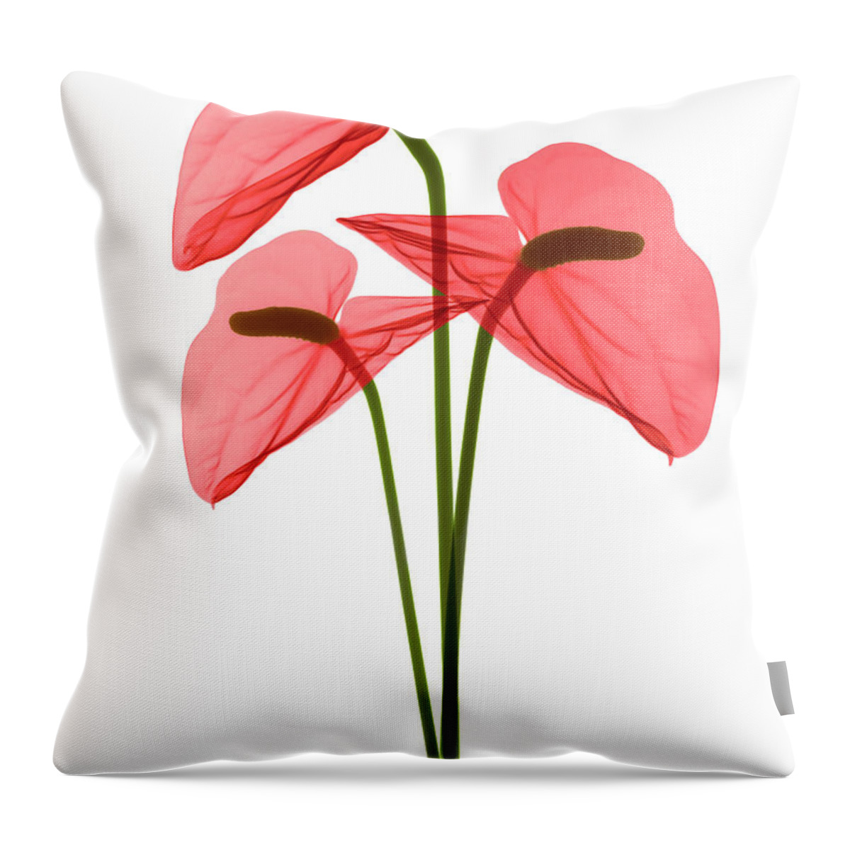 Science Throw Pillow featuring the photograph Anthurium Flowers, X-ray #5 by Ted Kinsman