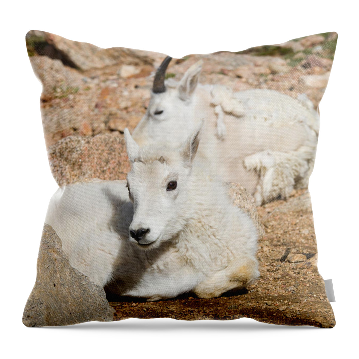 Goat Throw Pillow featuring the photograph Baby Mountain Goats on Mount Evans #5 by Steven Krull