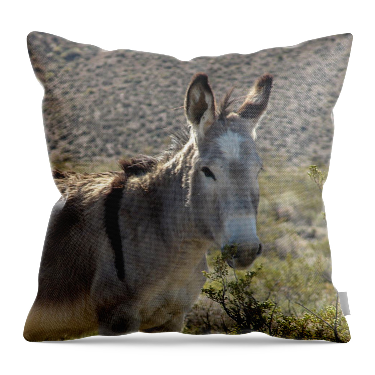 Burro Throw Pillow featuring the photograph Grey Burro by Carl Moore
