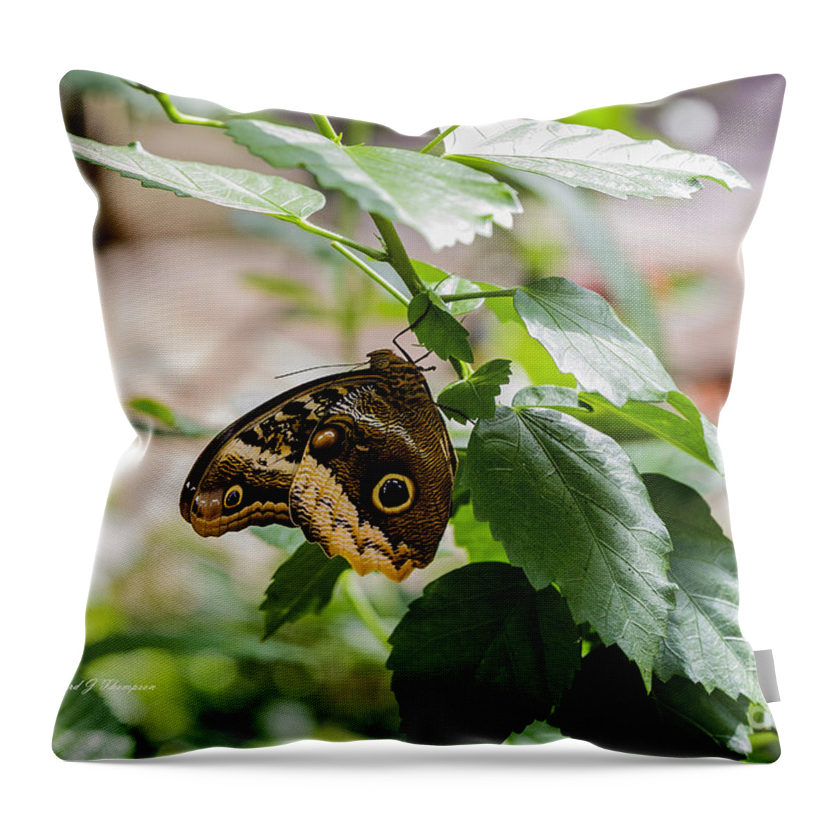 Owl Butterfly Wonderland Throw Pillow featuring the photograph Owl Butterfly by Richard J Thompson