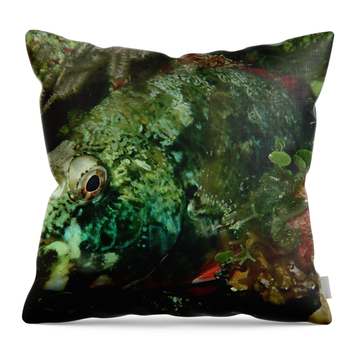 Macro Of Parrot Fish Throw Pillow featuring the photograph Parrot Fish #5 by Nina Banks