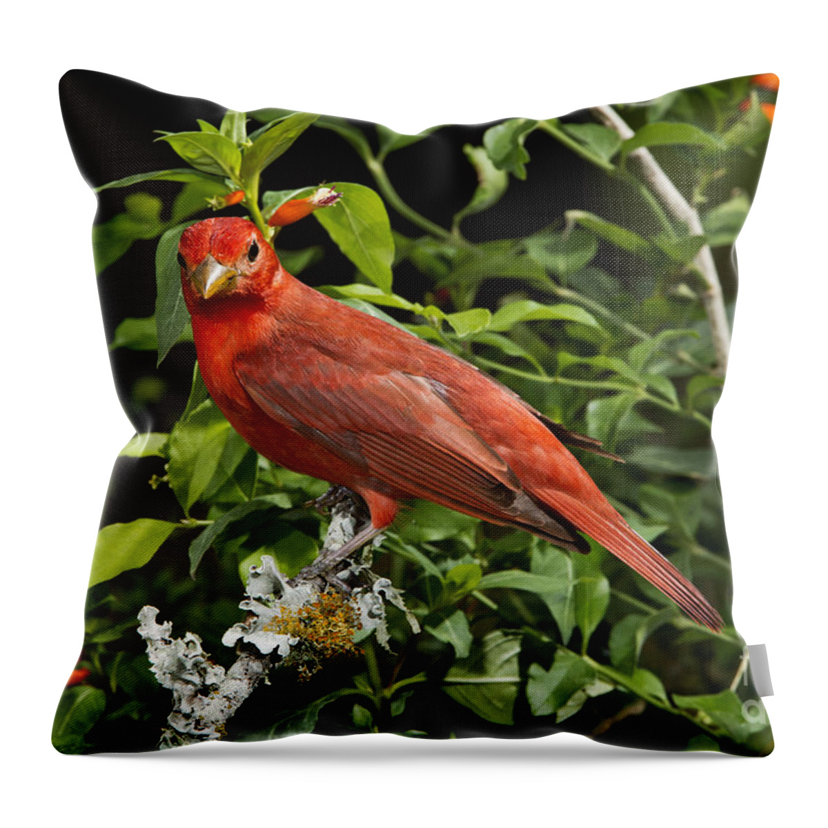 Summer Tanager Throw Pillow featuring the photograph Summer Tanager #5 by Anthony Mercieca
