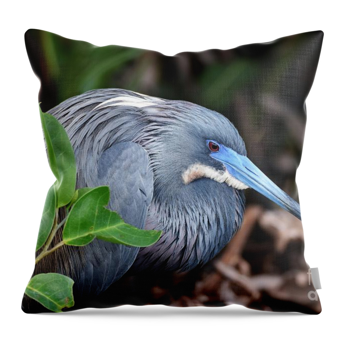 Tri Color Heron Throw Pillow featuring the photograph Tri Color Heron #6 by Julie Adair