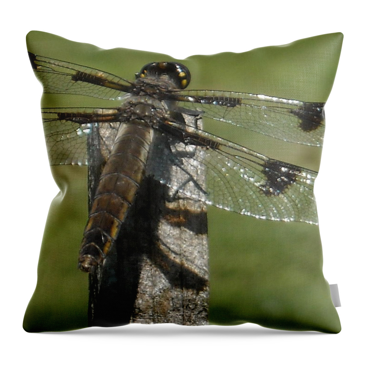 Dragonfly Throw Pillow featuring the photograph Untitled #5 by Kevin Schmoldt