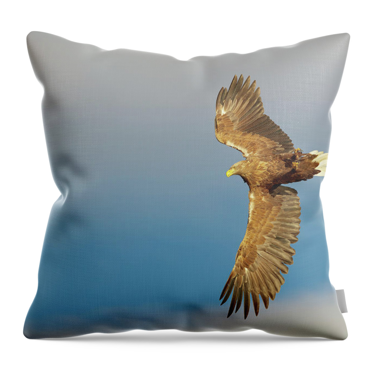 Animal Throw Pillow featuring the photograph White-tailed Eagle #5 by Andy Astbury