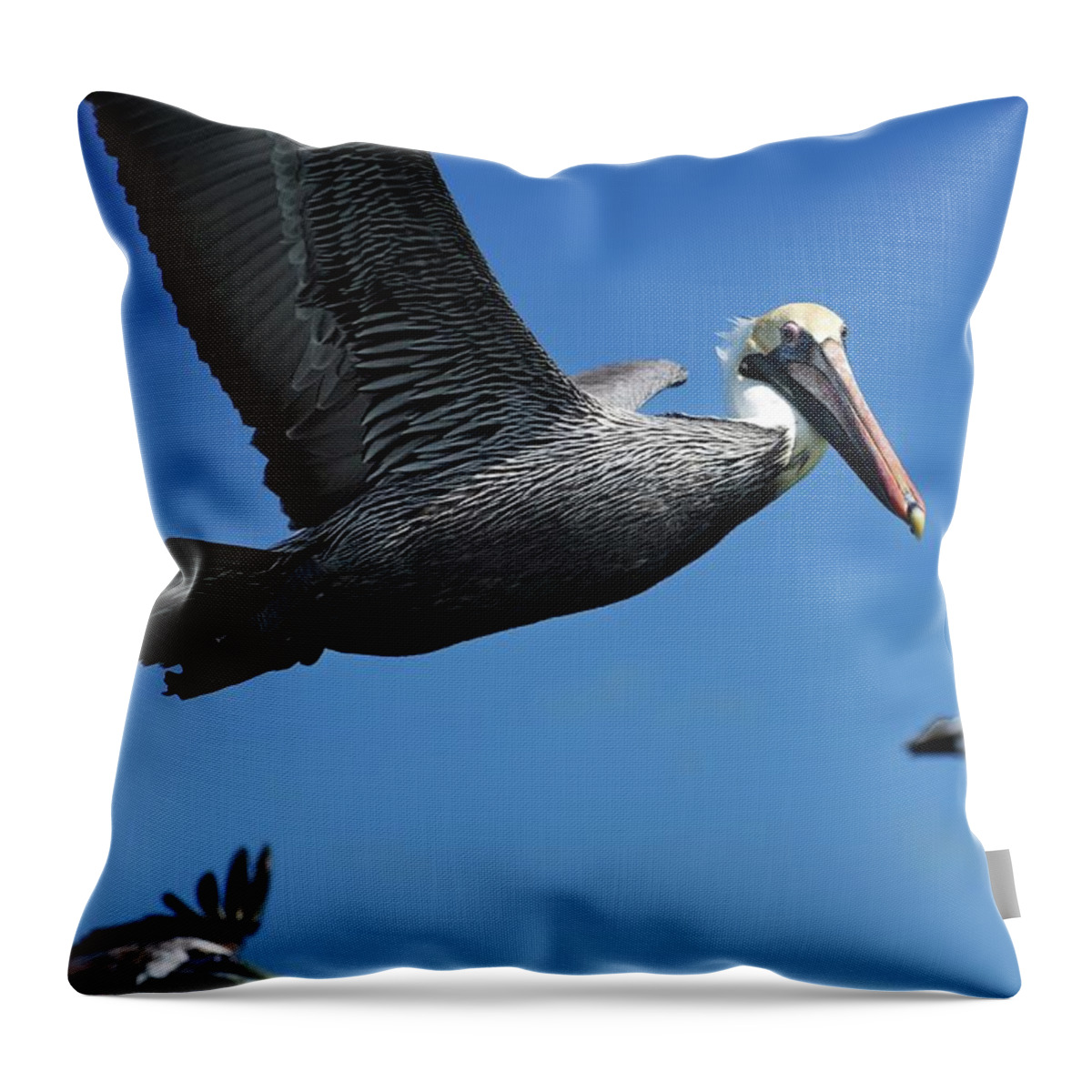Birds Throw Pillow featuring the photograph Wildlife in Mexico #8 by Robert Grac
