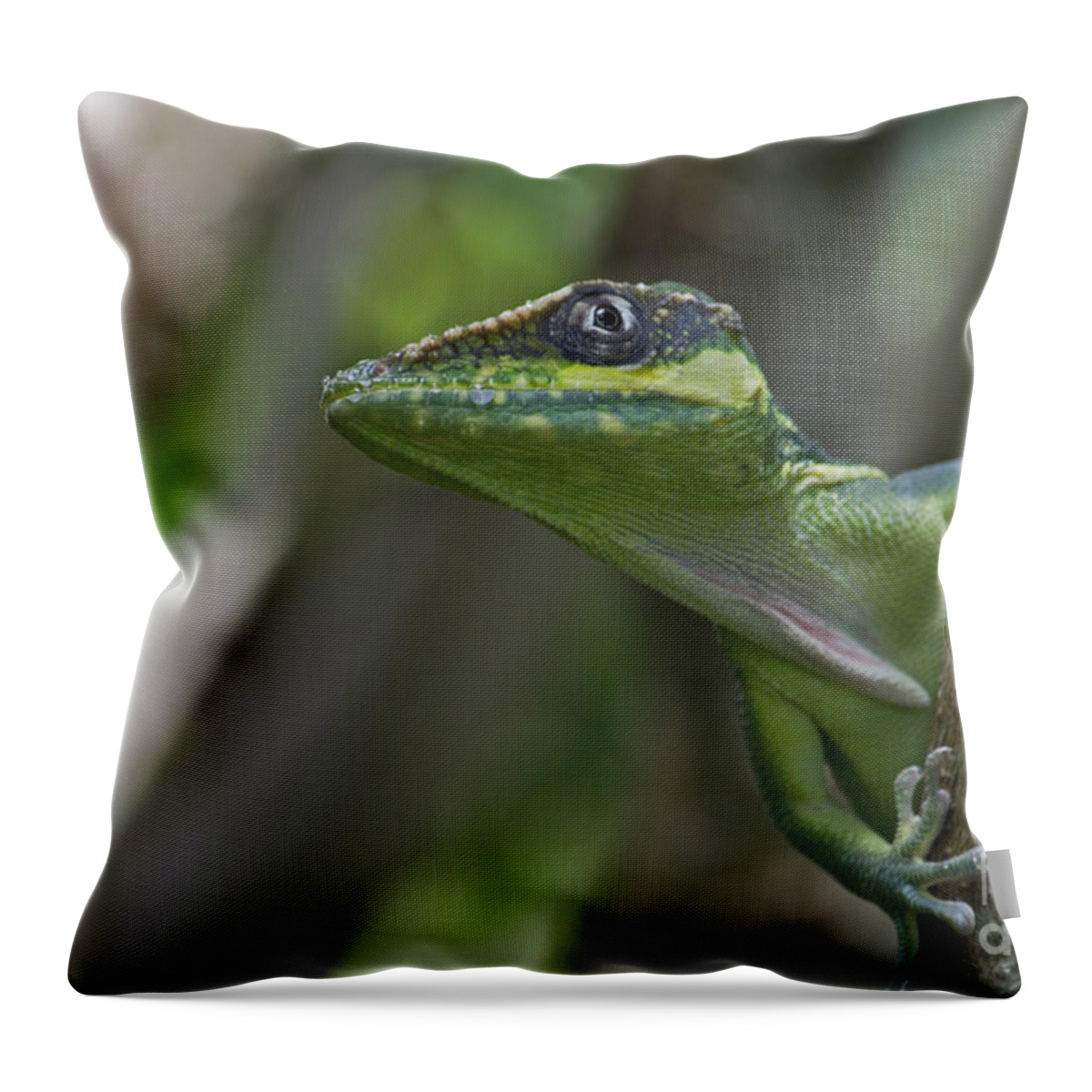 Cuban Knight Anole Throw Pillow featuring the photograph 57- Cuban Knight Anole by Joseph Keane